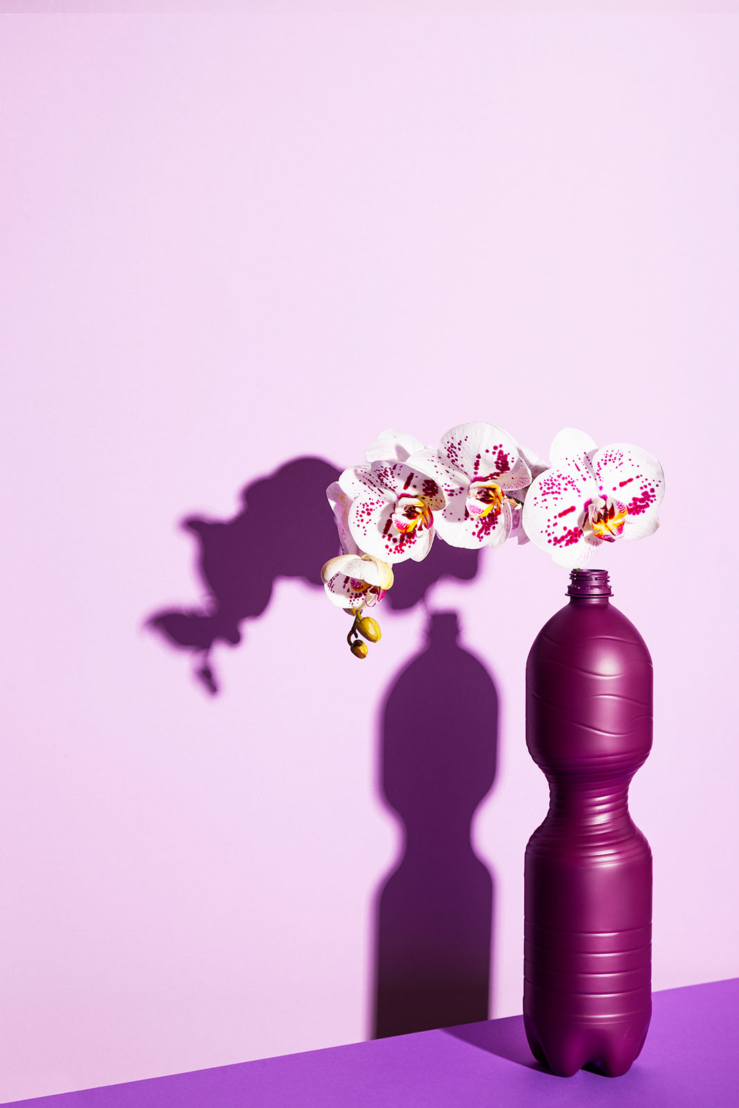 Eine weiße Orchidee mit pinken Punkten steht in einer violett lackierten Plastikflasche vor einem hellrosa Hintergrund.