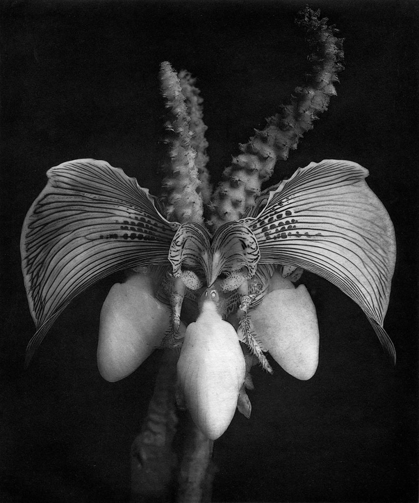 Eine schwarz weiss Aufnahme einer unbekannten Pflanze.